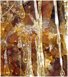 home page colloid 1
